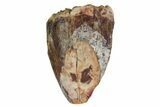 Serrated, Fossil Phytosaur Partial Tooth - Arizona #164661-1